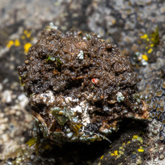 Fuscopannaria praetermissa