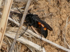 Anoplius viaticus