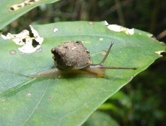 Sheldoniinae