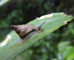 Sheldoniinae