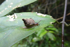 Sheldoniinae