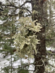 Platismatia tuckermanii