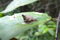 Sheldoniinae
