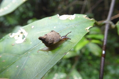 Sheldoniinae