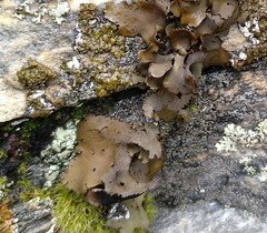 Umbilicaria polyphylla