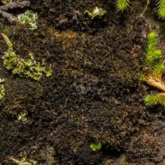 Scytinium lichenoides