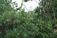 Diospyros dichrophylla