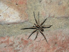 Schizocosa malitiosa