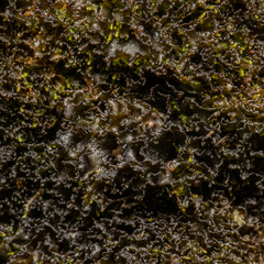 Scytinium lichenoides