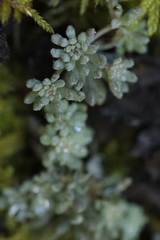 Sedum