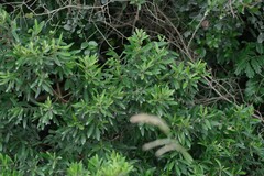 Diospyros dichrophylla