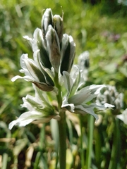 Ornithogalum nutans