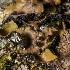 Umbilicaria polyrrhiza