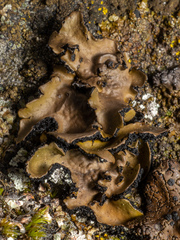 Umbilicaria polyrrhiza