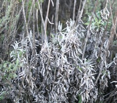 Pseudognaphalium beneolens