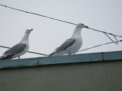 Larus argentatus argentatus