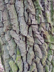 Quercus robur