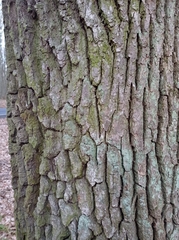Quercus robur
