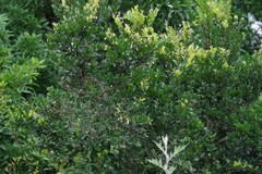 Diospyros scabrida