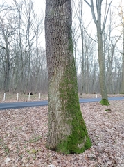 Quercus robur