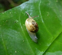 Sheldoniinae