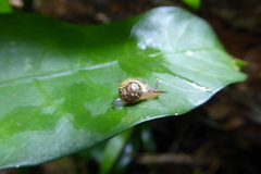 Sheldoniinae