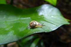 Sheldoniinae