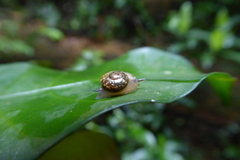 Sheldoniinae