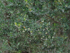 Diospyros scabrida