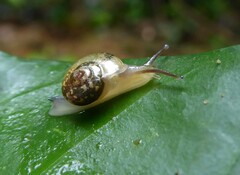 Sheldoniinae