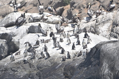 Spheniscus humboldti