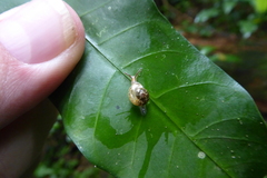 Sheldoniinae