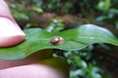 Sheldoniinae