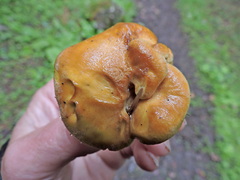 Albatrellaceae