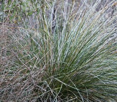 Juncus acutus leopoldii