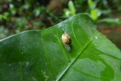Sheldoniinae