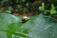 Sheldoniinae