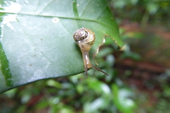 Sheldoniinae