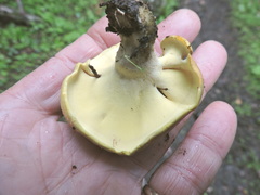 Albatrellaceae