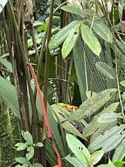 Bothriechis schlegelii