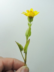 Arnica sororia