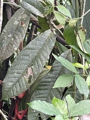 Bothriechis schlegelii