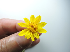 Arnica sororia