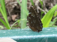 Morpho achilles