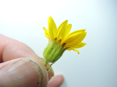Arnica sororia