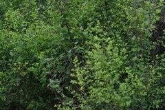 Canthium spinosum