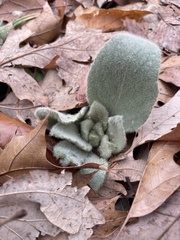 Stachys byzantina