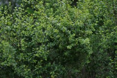 Canthium spinosum