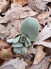Stachys byzantina