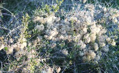 Clematis pauciflora